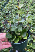 6" Hoya Chelsea